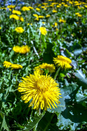 bright yellow blooming dandelions on a green background of fresh spring grass, macroの写真素材