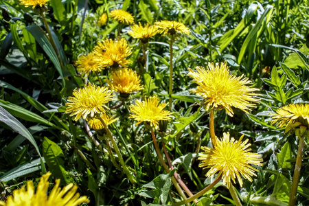 bright yellow blooming dandelions on a green background of fresh spring grassの写真素材