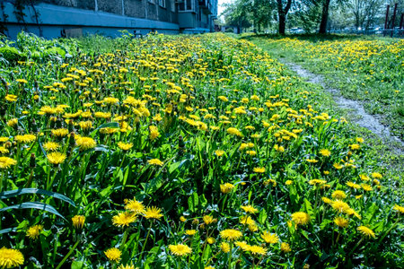 bright yellow blooming dandelions on a green natural backgroundの写真素材
