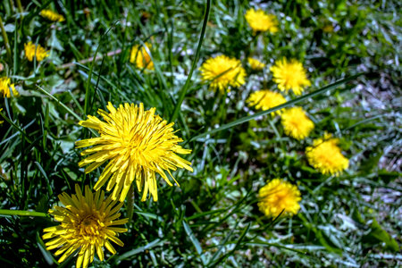 bright yellow blooming dandelions on a green natural backgroundの写真素材