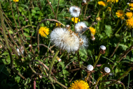 the seeds of a mature dandelion-like plant under the Latin name Tussilago farfara, is a medicinal plantの写真素材