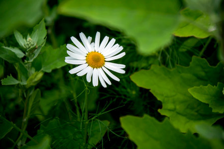 white daisies on a natural backgroundの写真素材