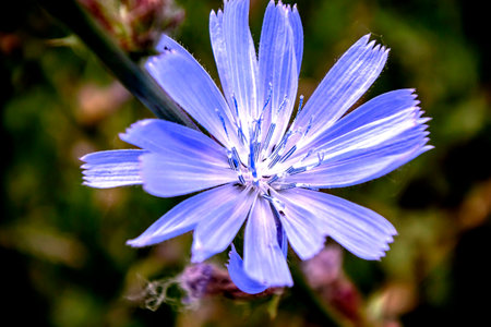bright fresh purple chicory flower on a natural backgroundの写真素材
