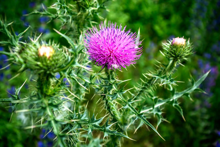 Pink thistle flowers, A medicinal plant with the Latin name Carduus nutansの写真素材