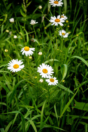 bright white daisies on a natural backgroundの写真素材