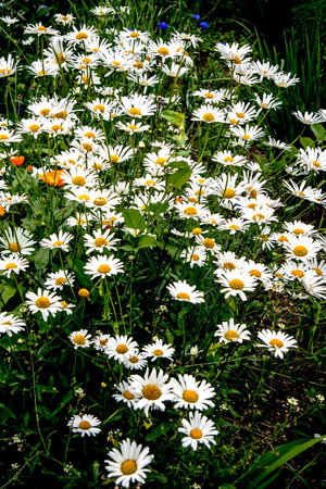 bright white daisies on a natural backgroundの写真素材