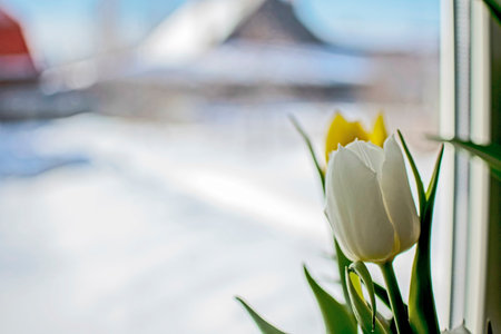 bright delicate tulips in a vase on the windowsill, a winter light blurred landscape outside the windowの写真素材