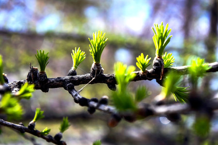 Branches with delicate green young larch needles, narrow focus area, early springの写真素材