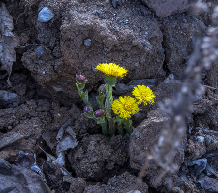 the first spring flowers of the mother and stepmother have the Latin name Tussilago farfara, are used in folk medicineの写真素材