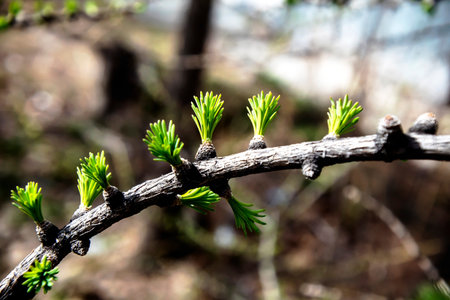 Branches with delicate green young larch needles, narrow focus area, early springの写真素材