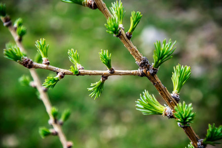 Branches with delicate green young larch needles, narrow focus area, early springの写真素材