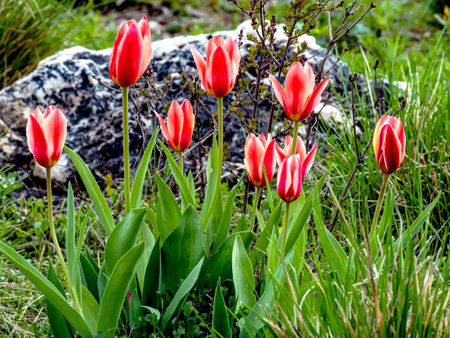 beautiful delicate bright multicolored tulips in the city squareの写真素材