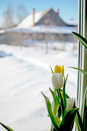bright delicate tulips in a vase on the windowsill, a winter light blurred landscape outside the windowの写真素材