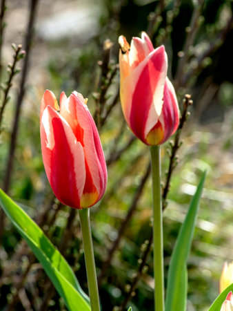 beautiful delicate bright multicolored tulips in the city squareの写真素材