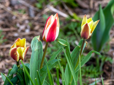 beautiful delicate bright multicolored tulips in the city squareの写真素材