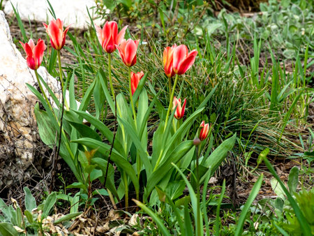 beautiful delicate bright multicolored tulips in the city squareの写真素材
