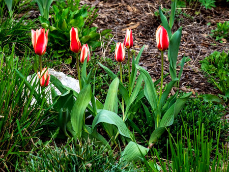 beautiful delicate bright multicolored tulips in the city squareの写真素材