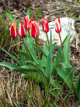 beautiful delicate bright multicolored tulips in the city squareの写真素材