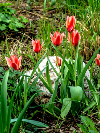 beautiful bright multicolored tulips in the city squareの写真素材