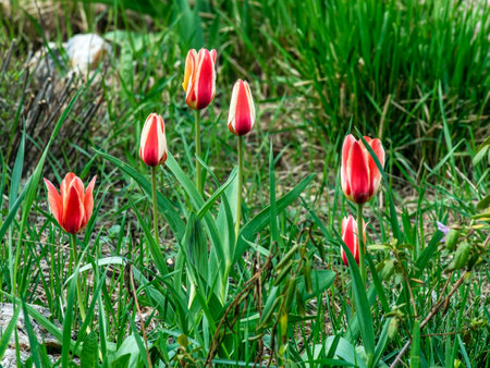 beautiful bright multicolored tulips in the city squareの写真素材