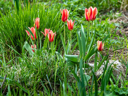 beautiful bright multicolored tulips in the city squareの写真素材