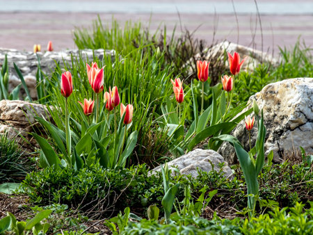 beautiful bright multicolored tulips in the city squareの写真素材