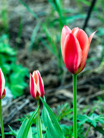beautiful bright multicolored tulips in the city squareの写真素材