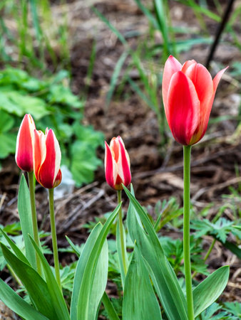 beautiful bright multicolored tulips in the city squareの写真素材