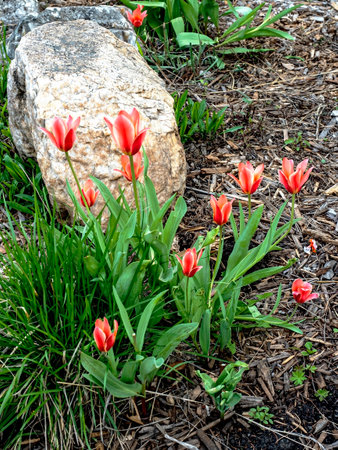 beautiful bright multicolored tulips in the city squareの写真素材