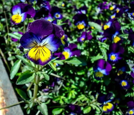 bright multicolored flowers pansies on the garden bed