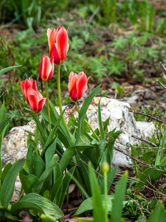 beautiful delicate bright multicolored tulips in the city squareの写真素材