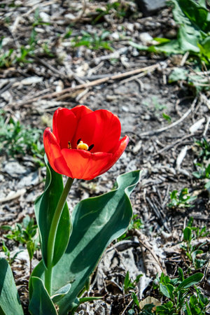 a bright red tulip in a flower bedの写真素材