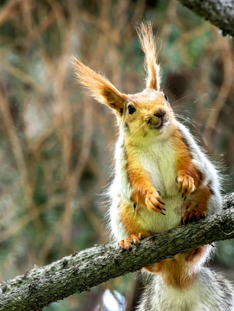 a young fluffy Eurasian red squirrel (Sciurus vulgaris) on a branch in a city parkの写真素材
