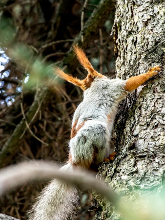 a young fluffy Eurasian red squirrel (Sciurus vulgaris) on a branch in a city parkの写真素材