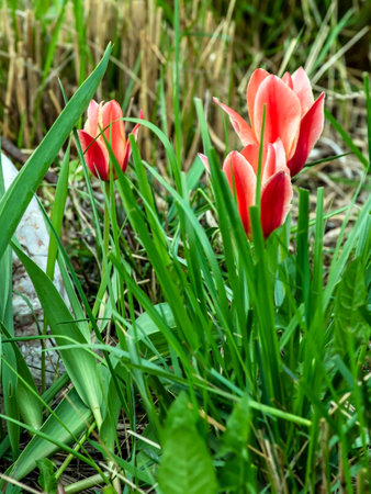 beautiful delicate bright multicolored tulips in the city squareの写真素材