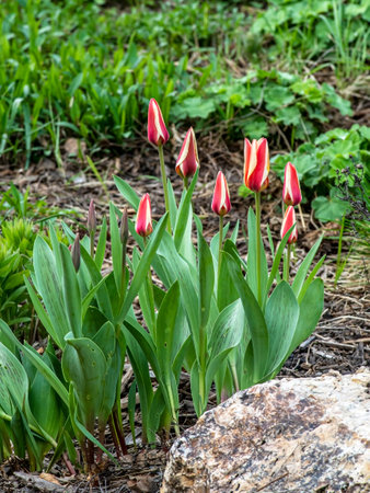 beautiful delicate bright multicolored tulips in the city squareの写真素材