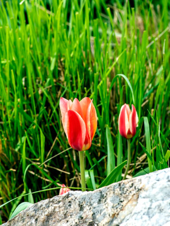 beautiful delicate bright multicolored tulips in the city squareの写真素材