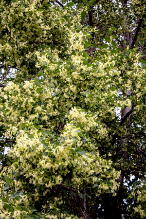 Yellow inflorescences of a heart-shaped lime tree in the city garden on a sunny dayの写真素材
