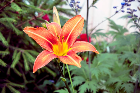 Blooming orange lilies on a blurred natural background in the gardenの写真素材
