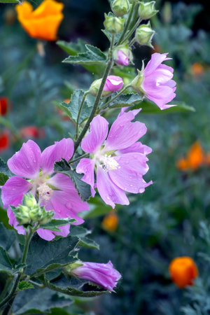 branches of a flowering mallow in the garden in the garden during the day