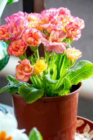 fresh delicate pink primrose in a pot on the windowsillの写真素材