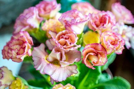 fresh delicate pink primrose in a pot on the windowsillの写真素材