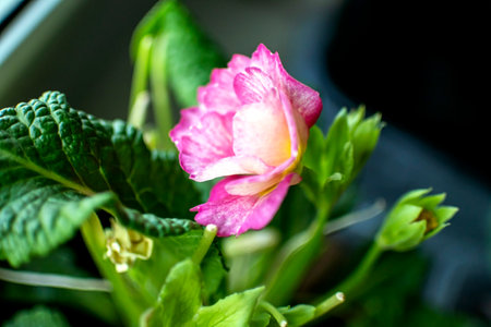 fresh delicate pink primrose in a pot on the windowsillの写真素材