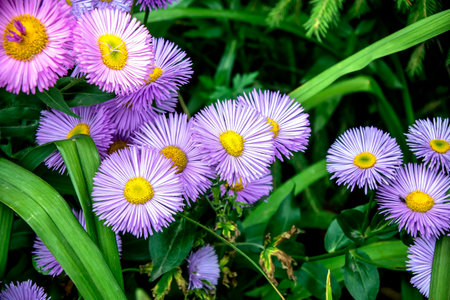 beautiful purple autumn flowers in the gardenの写真素材