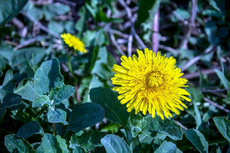 bright yellow blooming dandelions on a green backgroundの写真素材