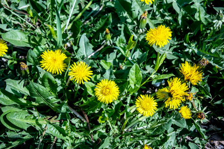 bright yellow blooming dandelions on a green backgroundの写真素材