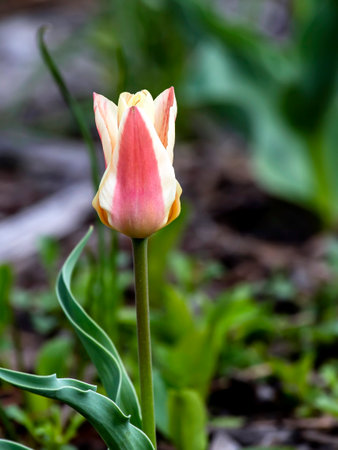 beautiful bright multicolored tulips in the city squareの写真素材
