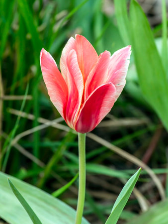 beautiful delicate bright multicolored tulips in the city squareの写真素材