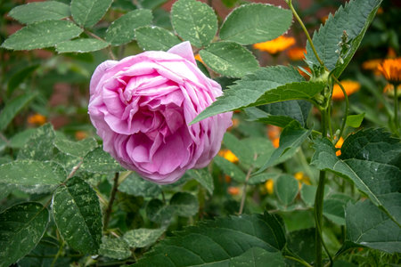 fresh delicate pink tea rose on a bushの写真素材