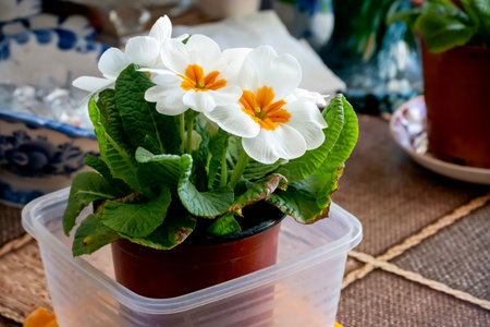bright delicate flowers of white primrose in a pot on the windowsill, macroの写真素材